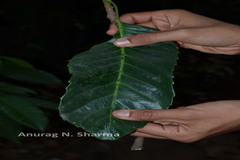 Paracroton pendulus subsp. zeylanicus